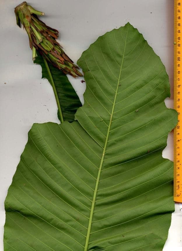 Cespedesia 30