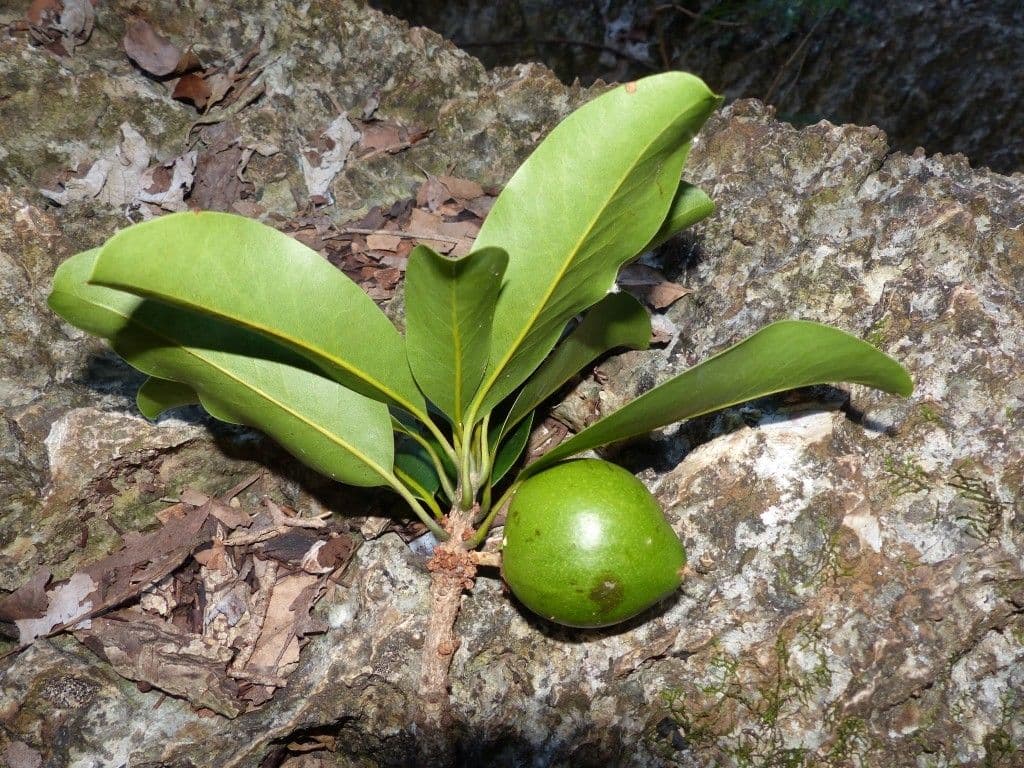 Pichonia 7