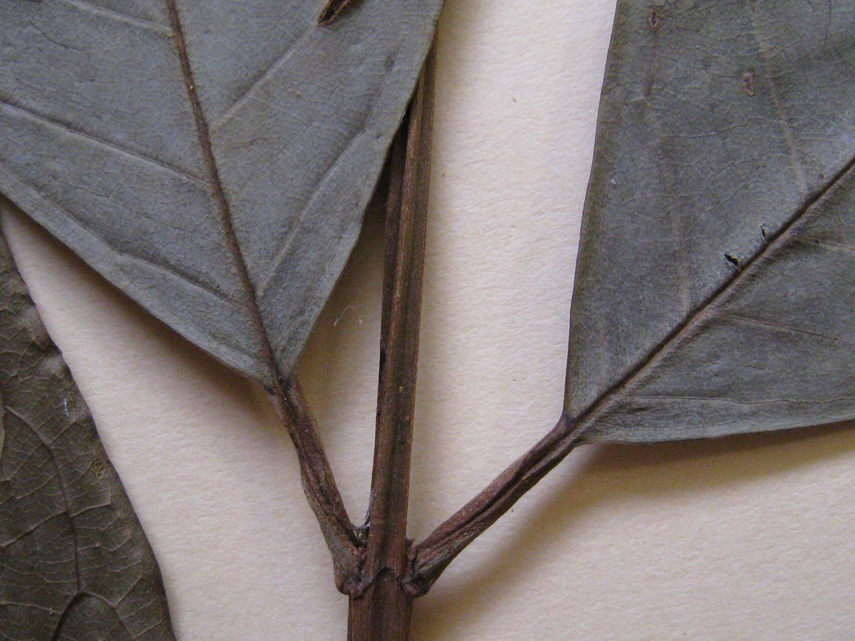 Vochysia 2