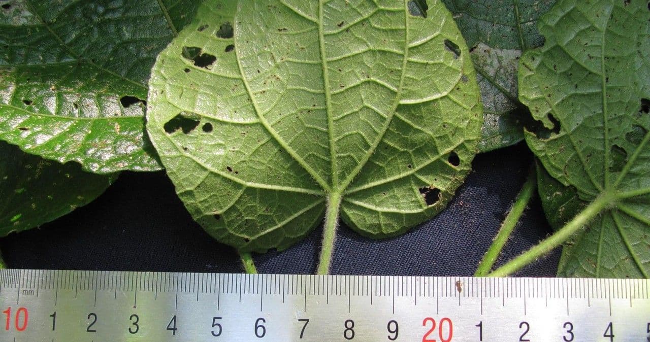 Malvaviscus 2