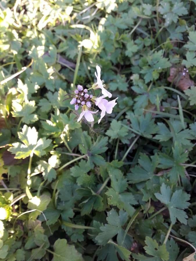 Saponaria bellidifolia 9