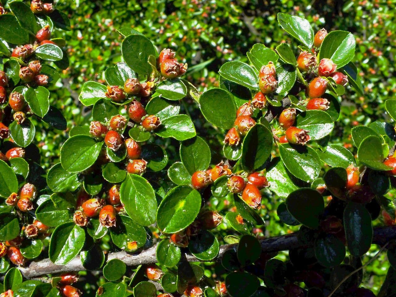 Cotoneaster 10