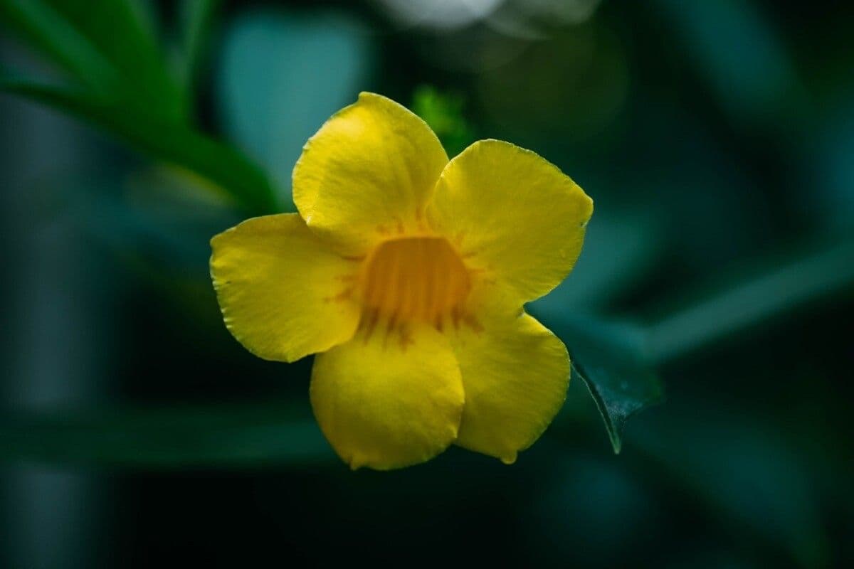 Busch-Allamanda 5