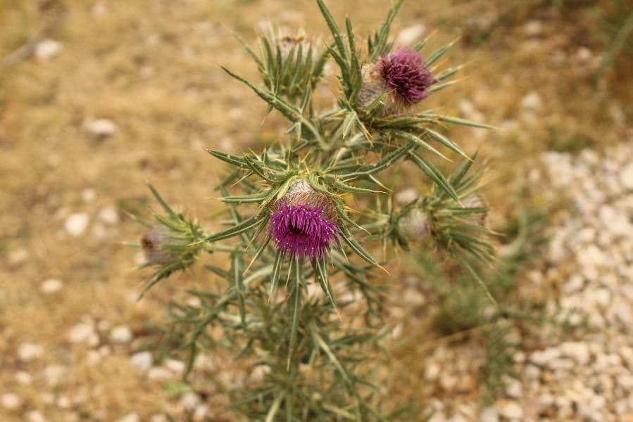 Cirsium 5