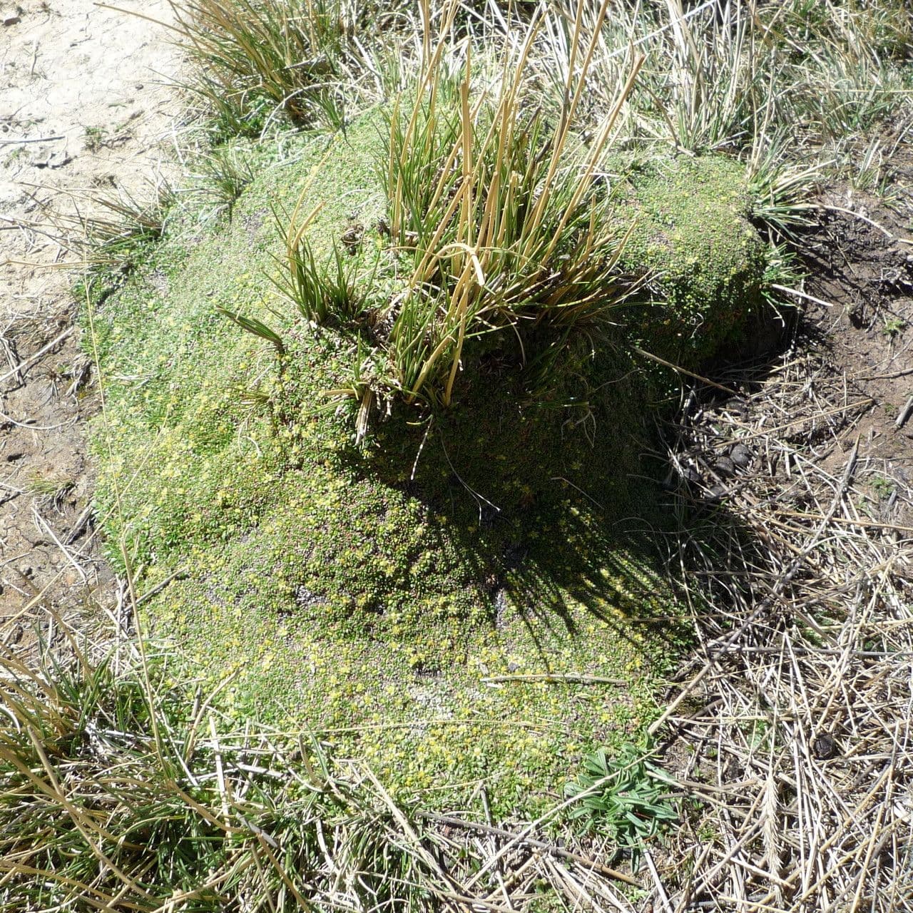 Azorella