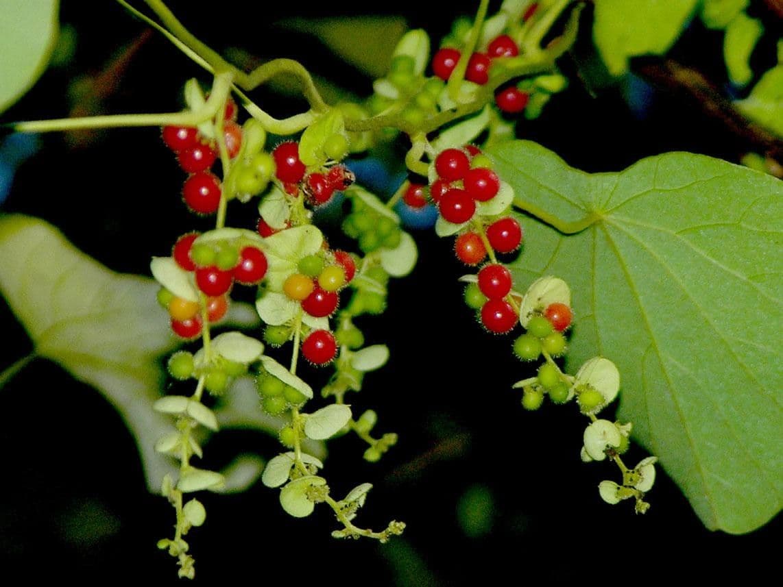 Cissampelos pareira 5