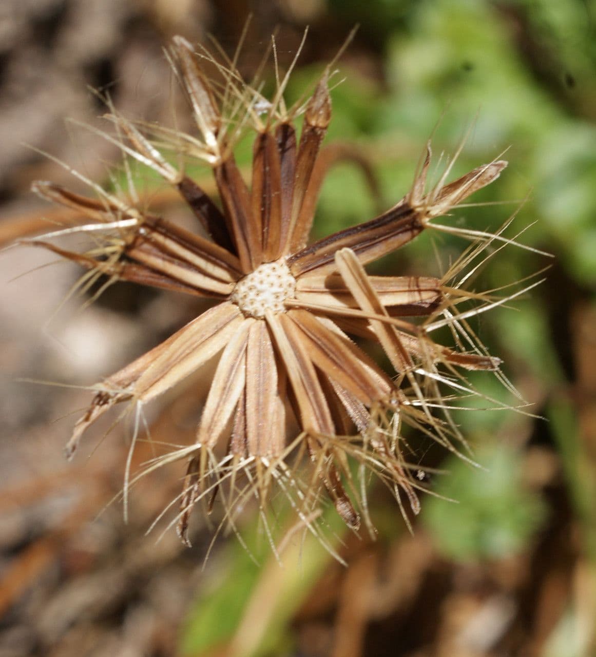 Hyoseris radiata 2