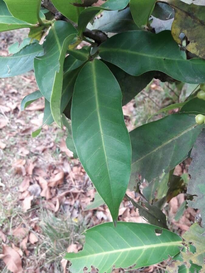 Pommier de Java 20