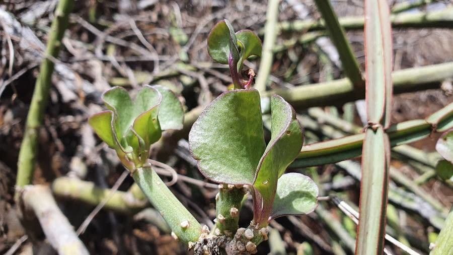 Kleinia odorosa 14