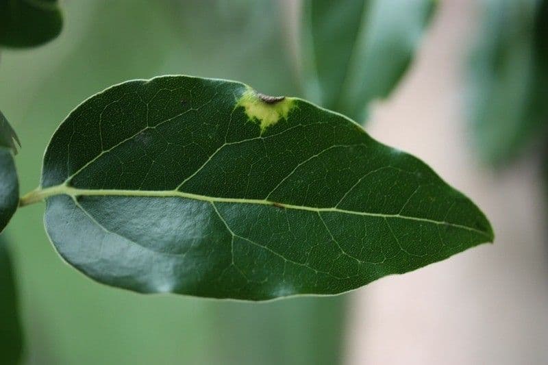 Ocotea 14