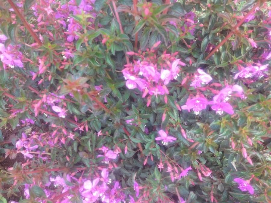 Centradenia 9