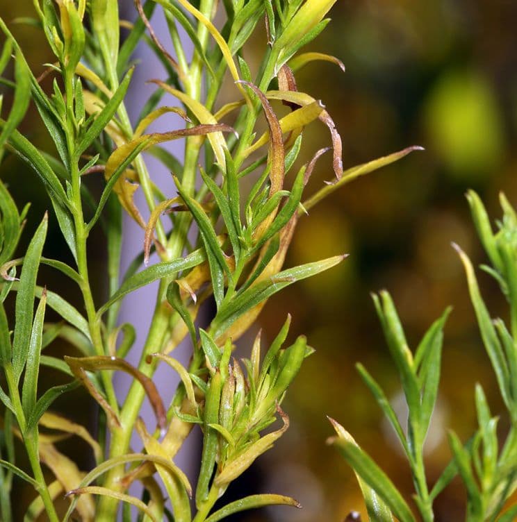 Solidago occidentale 11