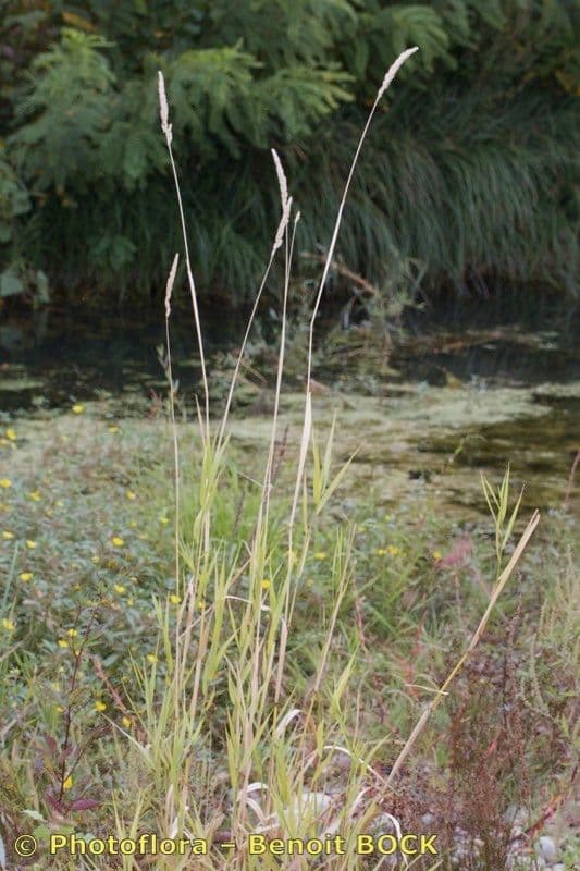 Fluss-Schilfgras 8