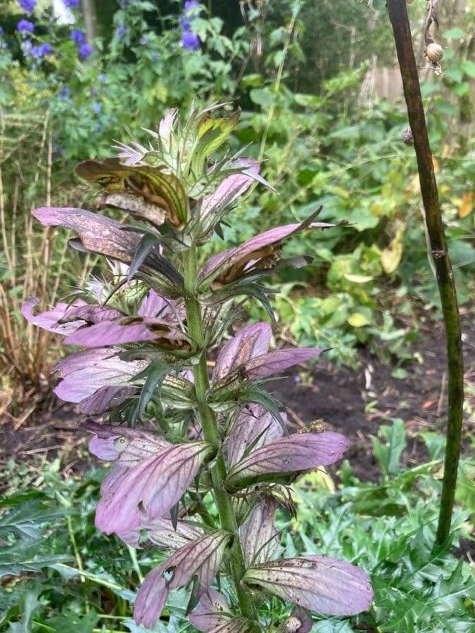 Acantho spinoso 7