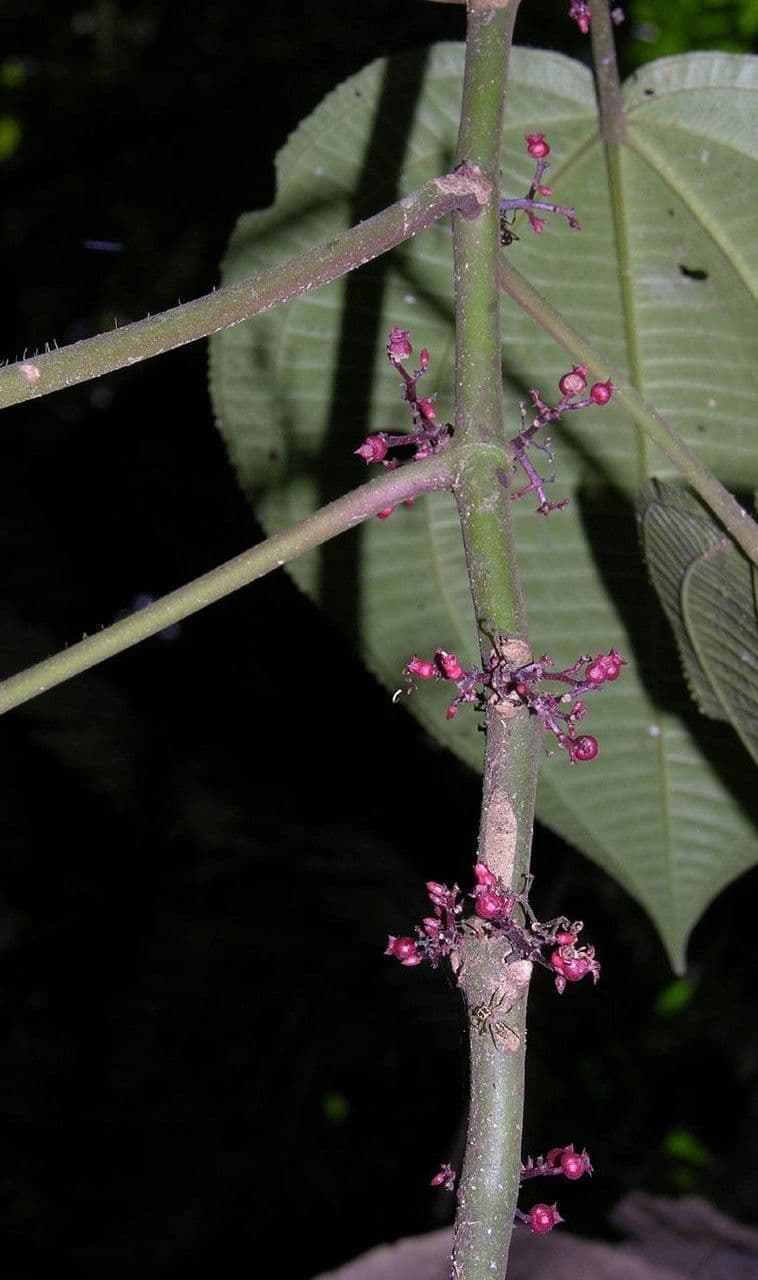 Miconia 18
