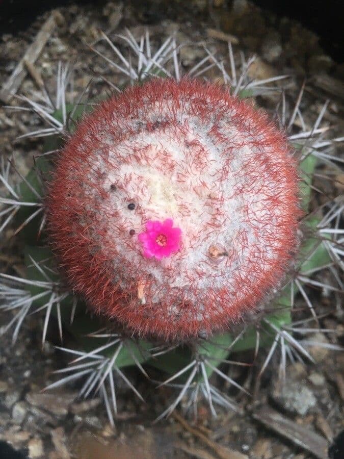 Melocactus 4