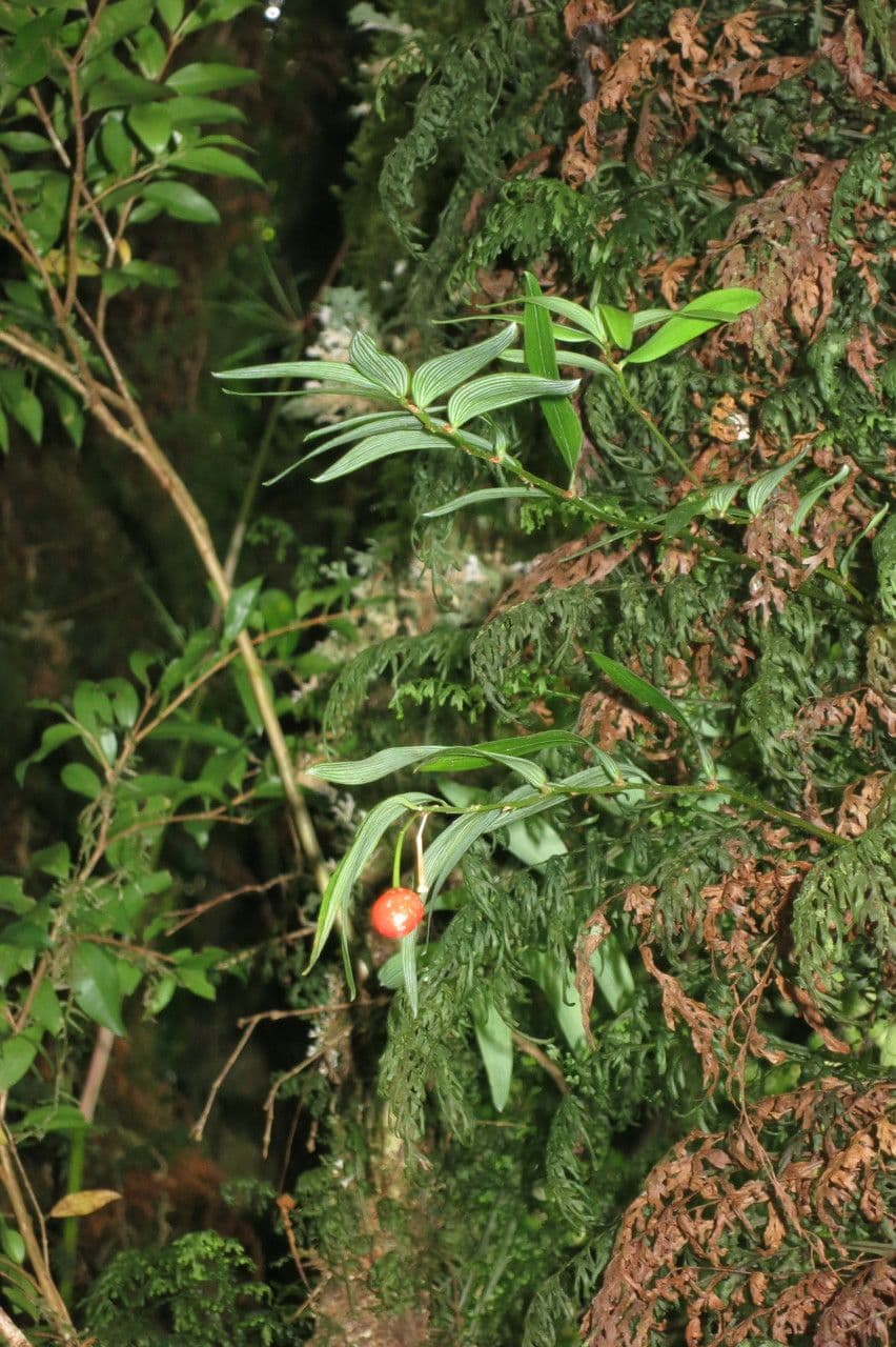 Luzuriaga 11