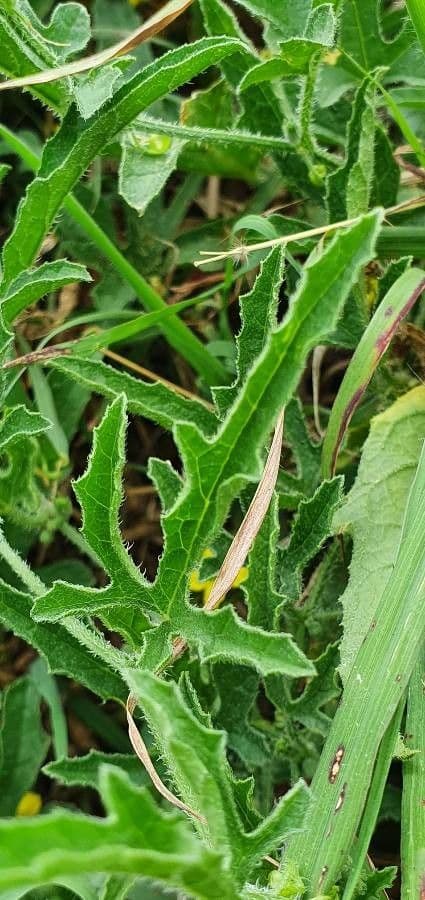 Cucumis 16