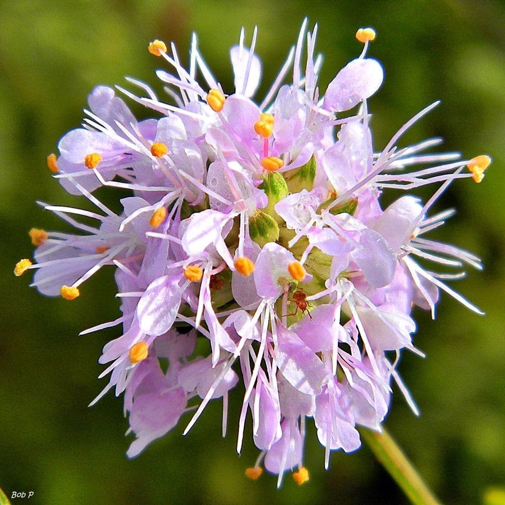 Dalea 5