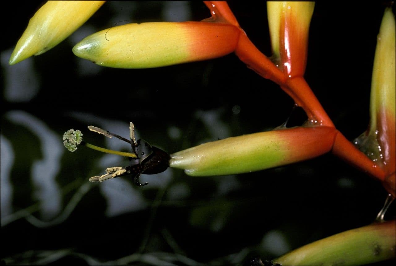 Vriesea