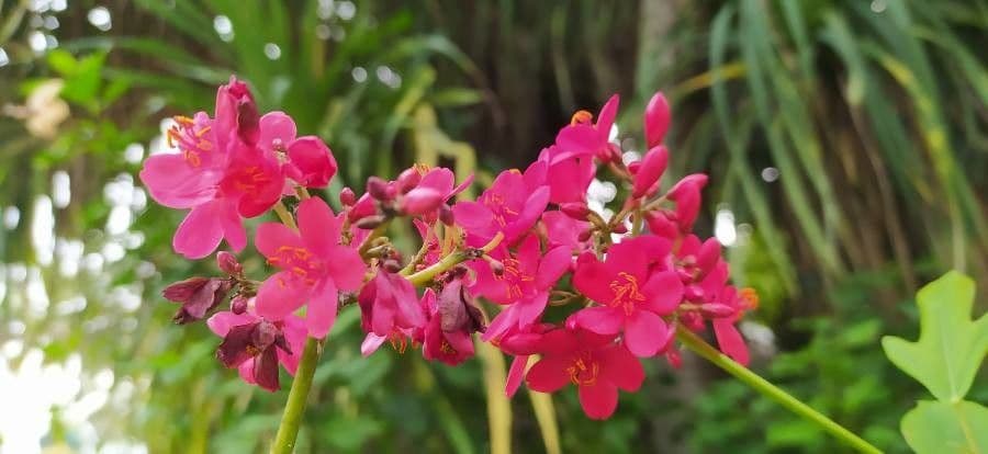 Piñon medicinal