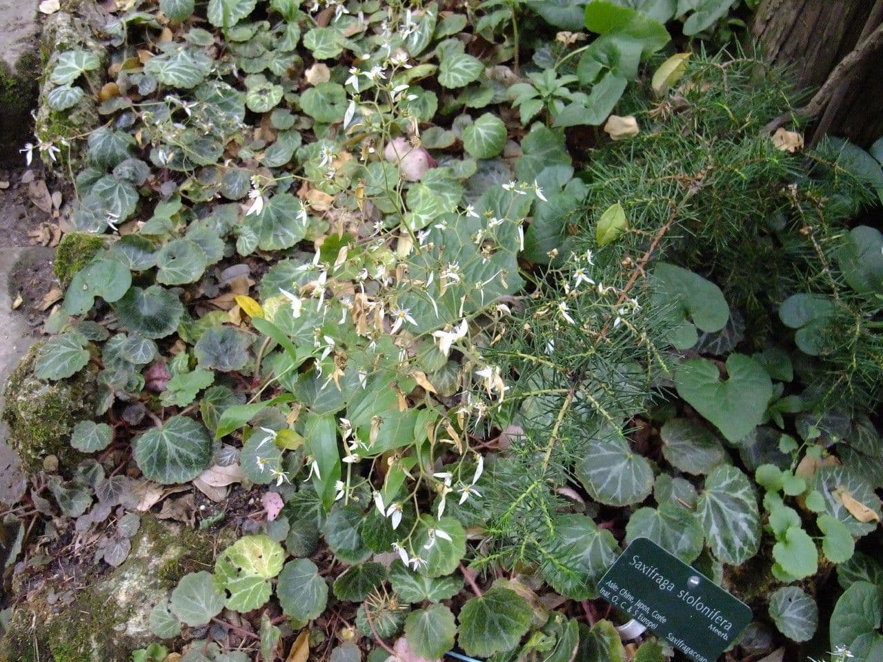 Sassifraga stolonifera 9