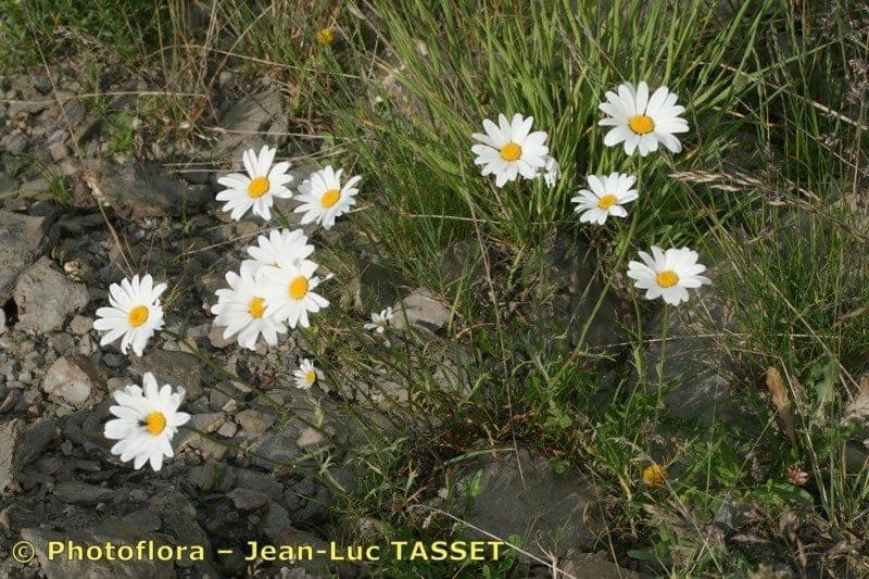 Margherita coronata 5