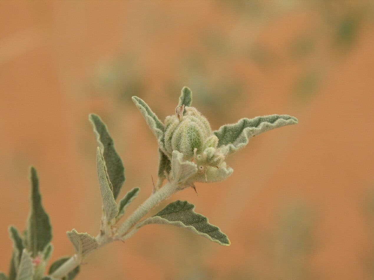 Chrozophora 7