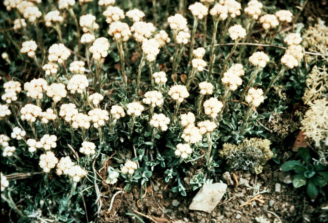 Antennaria virginica 3
