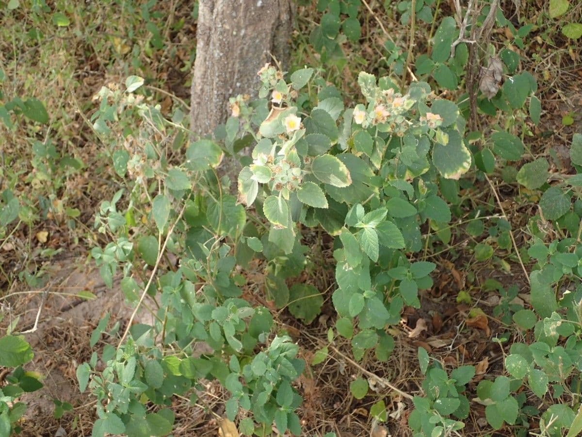 Sida cordifolia 10