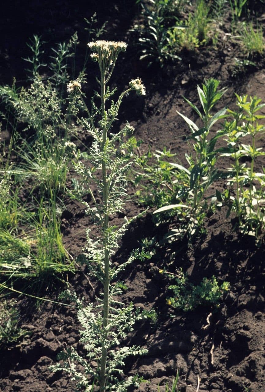 Neumexikanische Phacelia 3