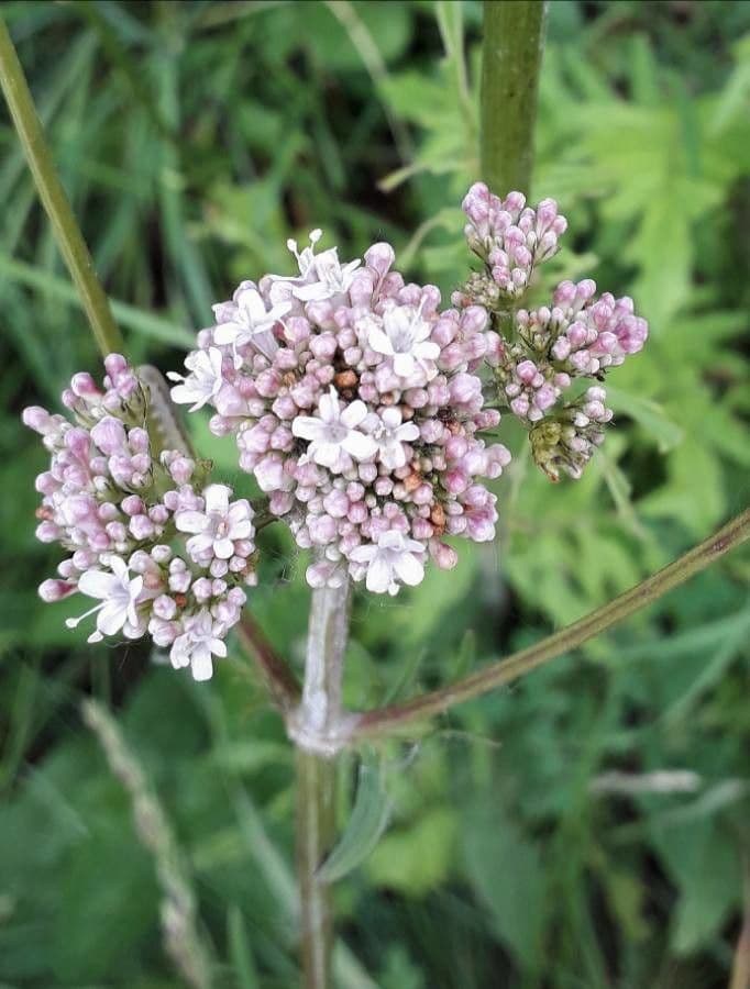 Valeriana comune 7