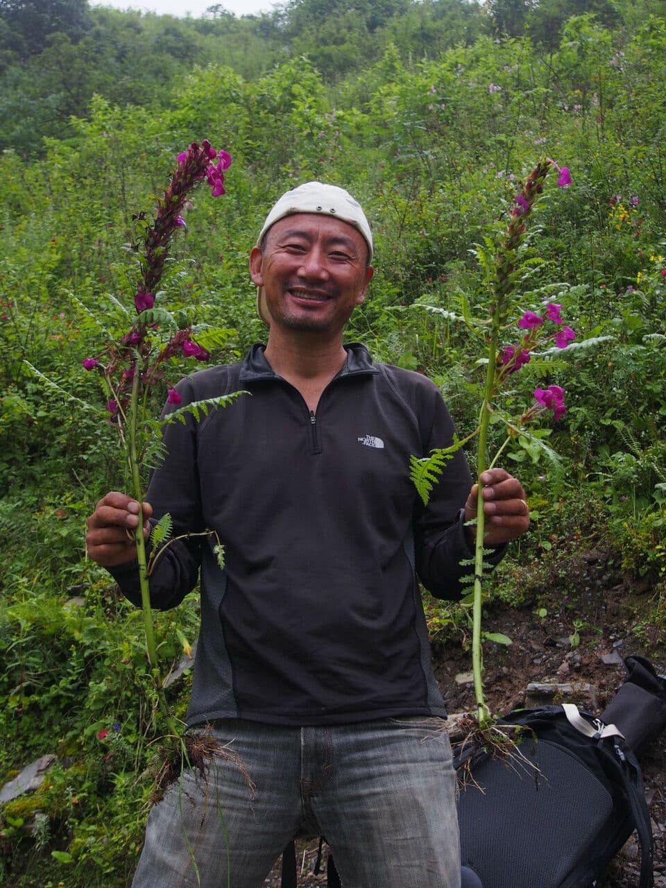 Pedicularis 8