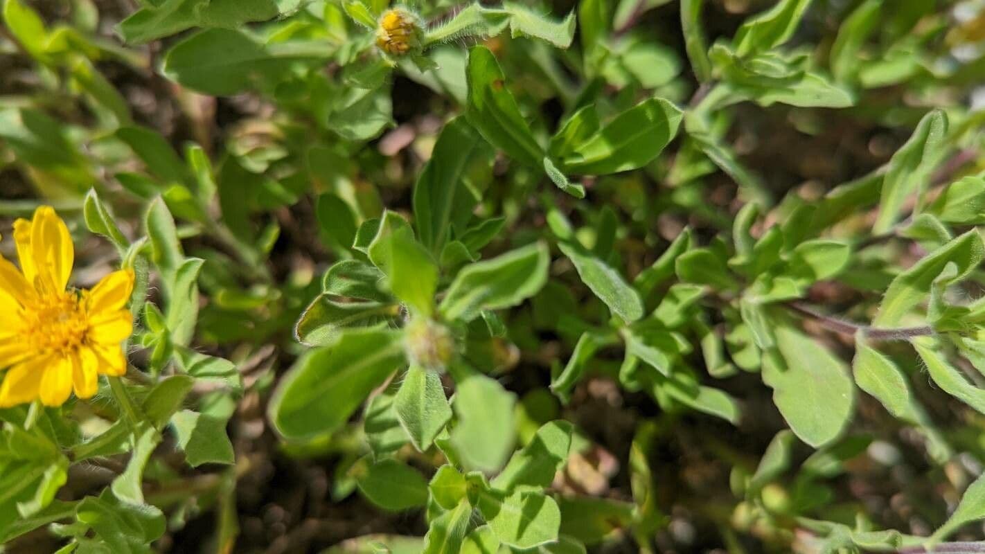 Heterotheca 5