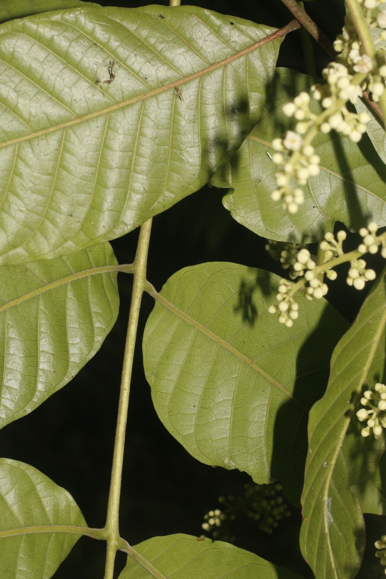 Trichilia martiana 7
