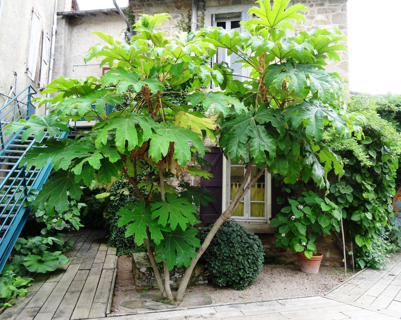 Tetrapanax papyrový 14