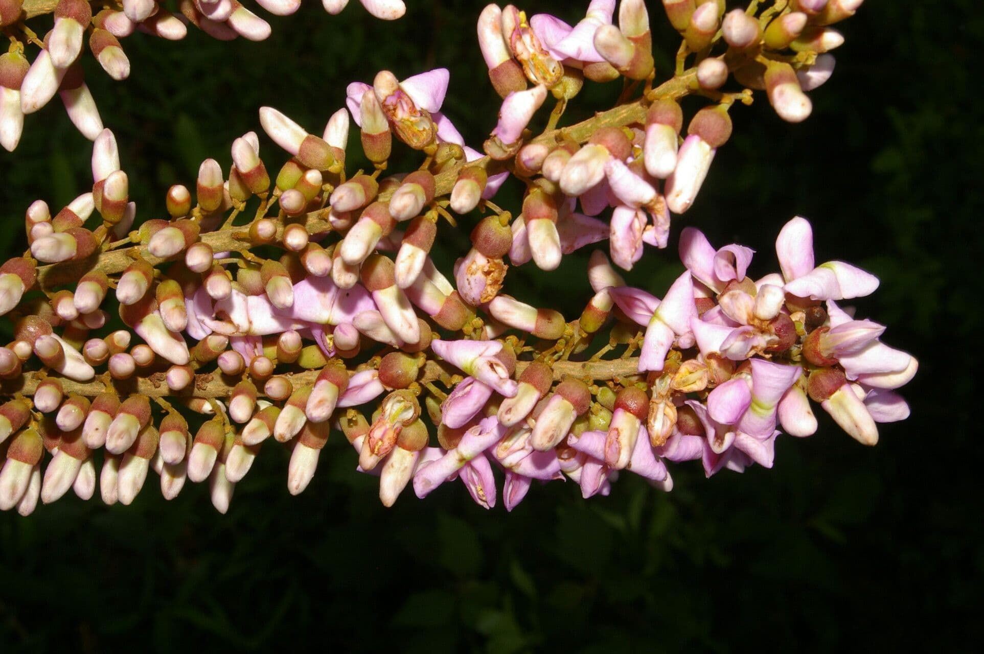 Lonchocarpus