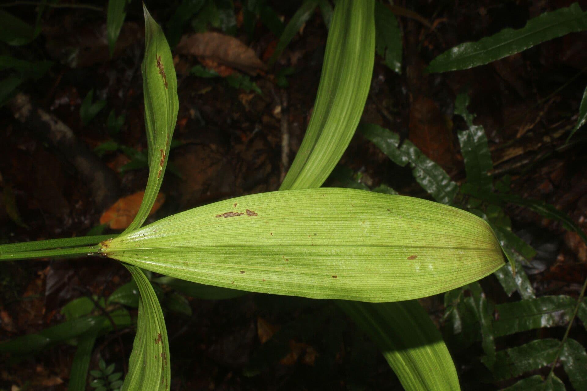 Mapania 8