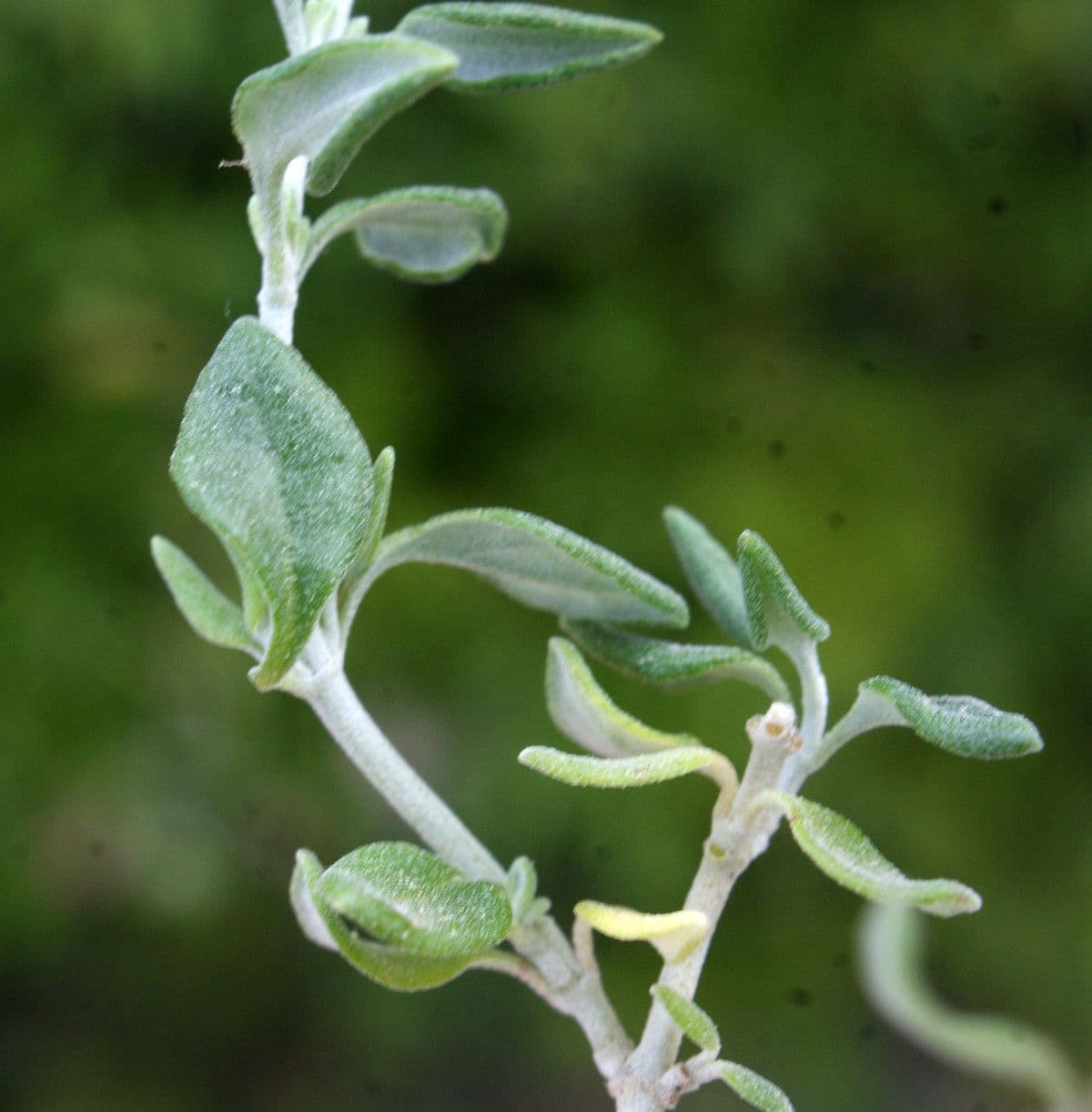 Camciuca 11