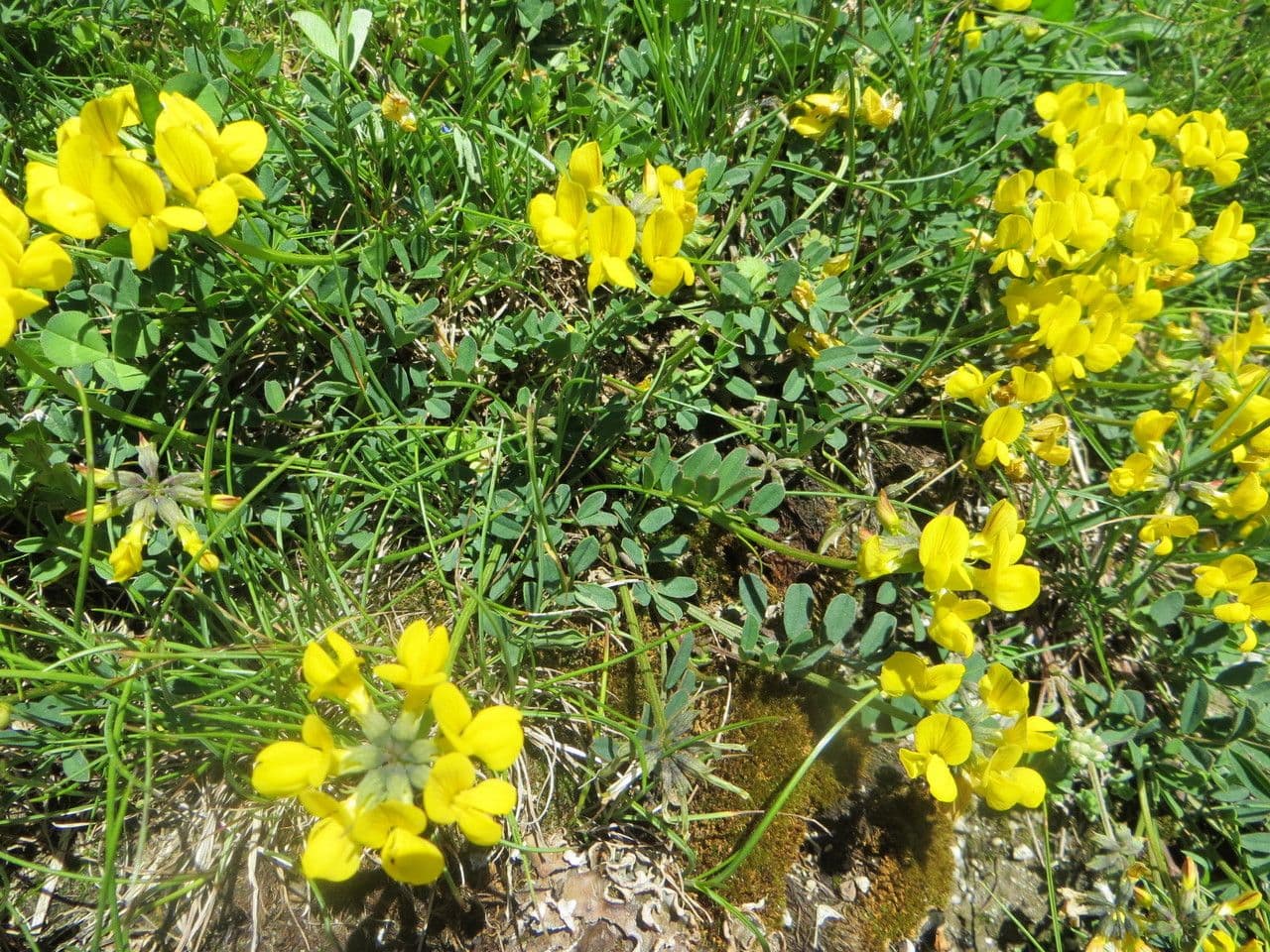 Coronilla coronata 11
