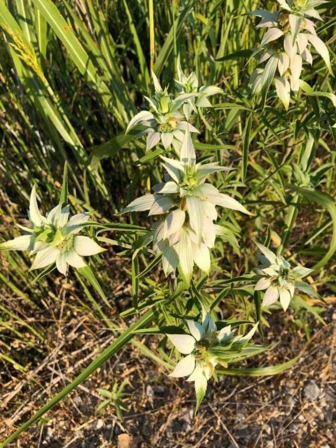 Gefleckte Monarde 20