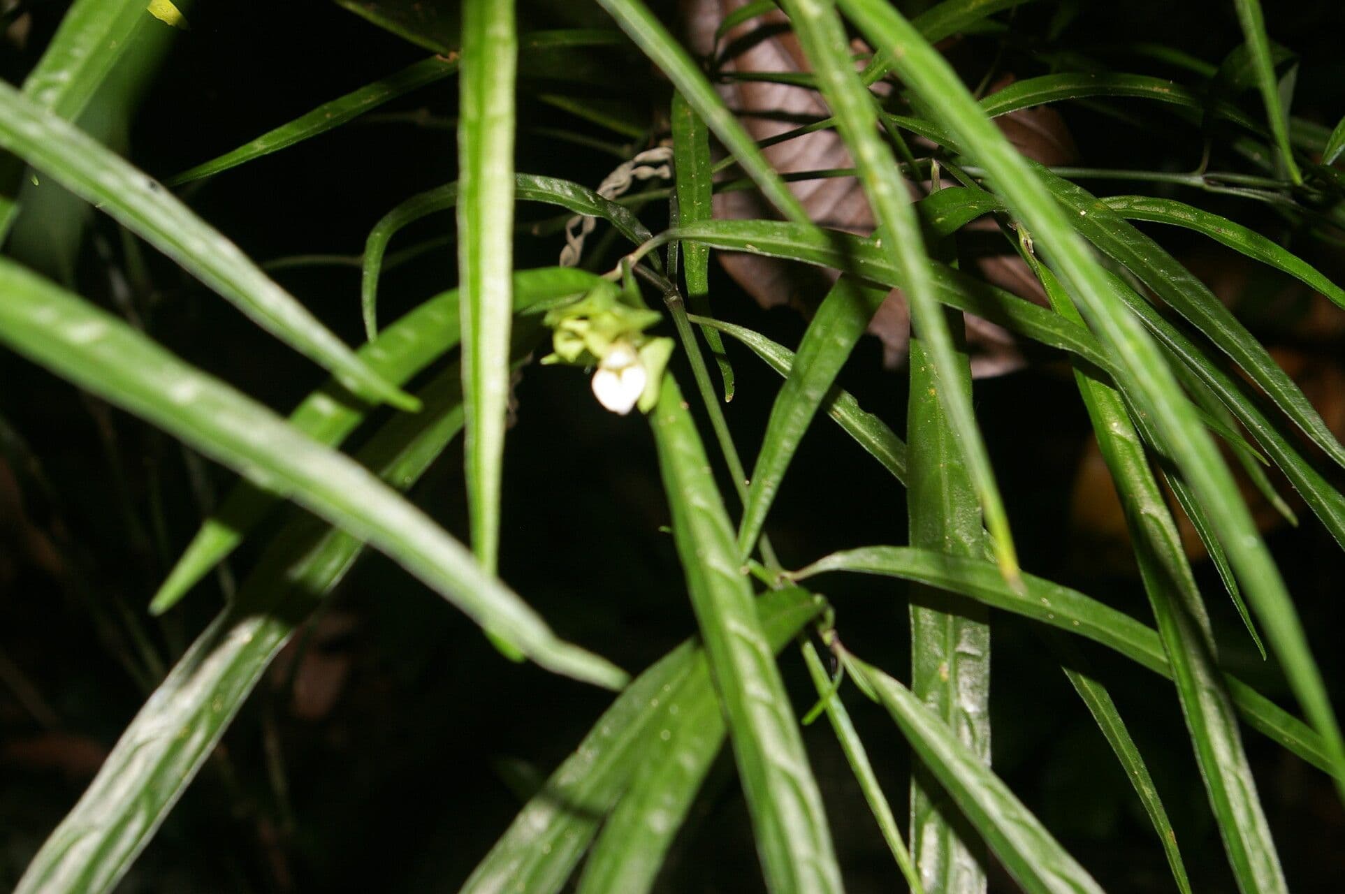 Herpetacanthus