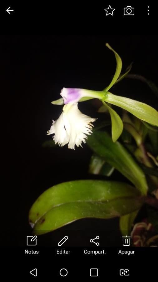 Rhyncholaelia 5