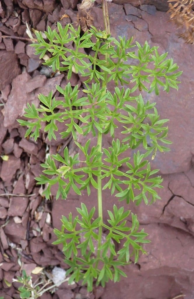 Ligusticum 10