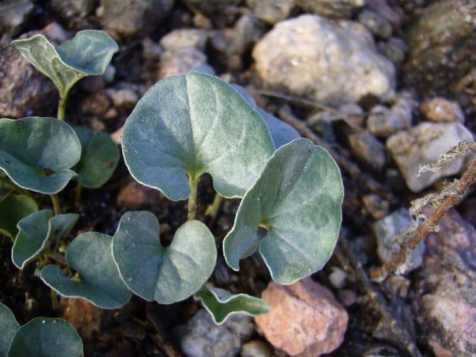 Dichondra 2