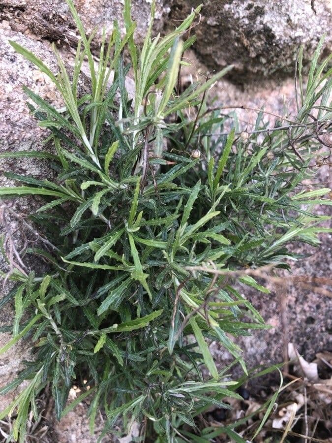 Felsen-Steinimmortelle 20