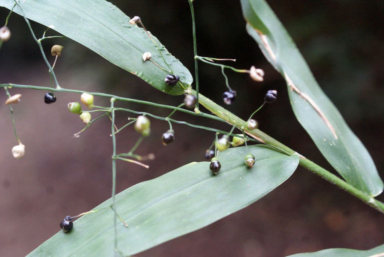 Lasiacis maculata 2