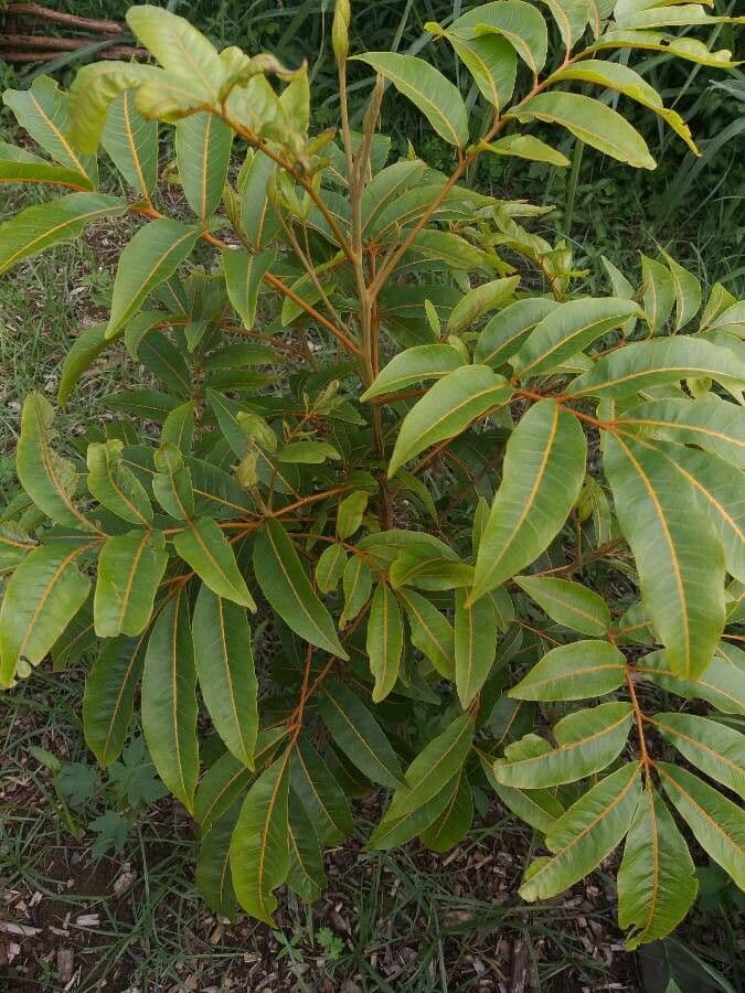 Cossinia pinnata 19