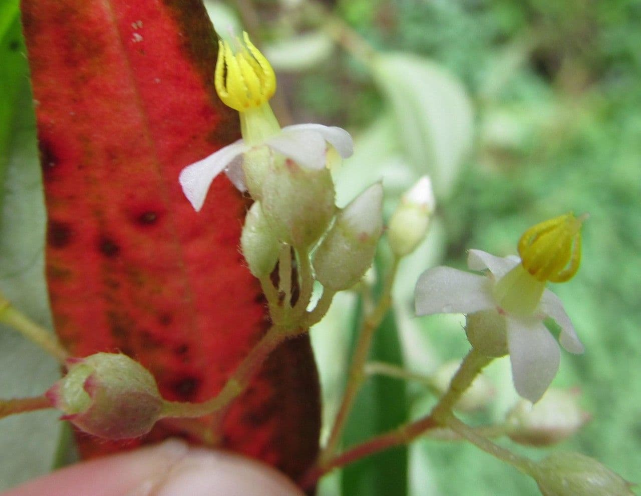Centradenia 4