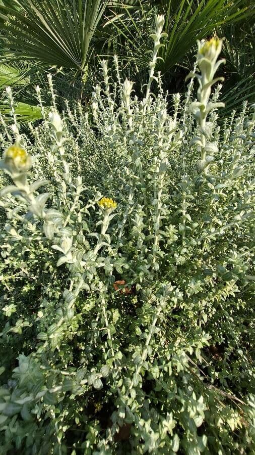 Doldiger Strohblume 2